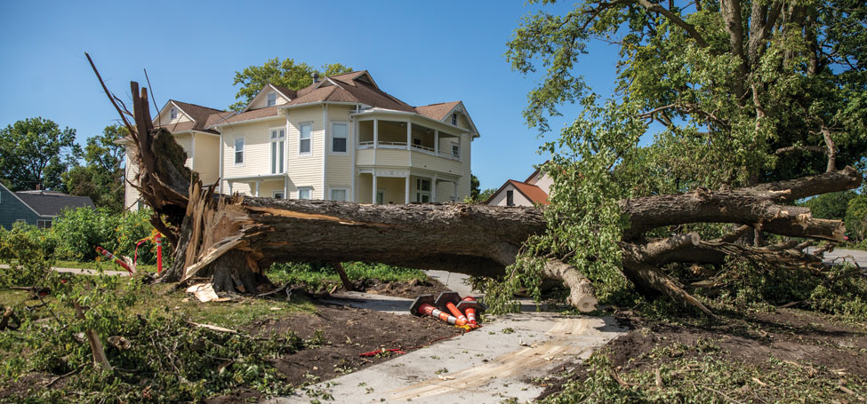 Large, old tree ripped out at the roots blocks a sidewalk with safety cones mark the obstacle