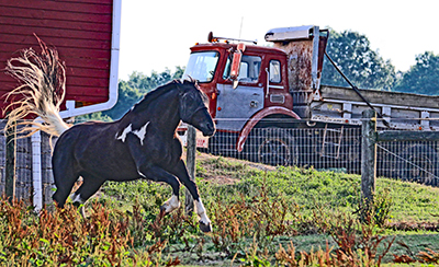 Horse jumping on farm