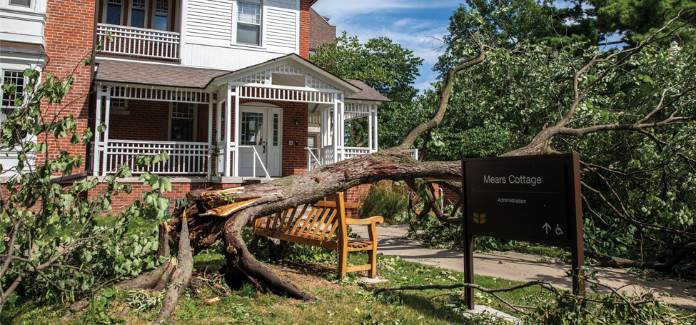 Mature tree that splintered at its base crushing wooden bench in front of  Mears Cottage