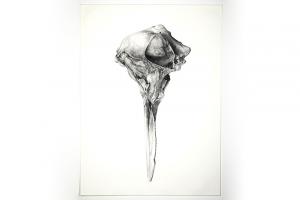 Tara Shukla, Skull, 2016, charcoal on paper, 30 x 22 inches. Courtesy of the artist.