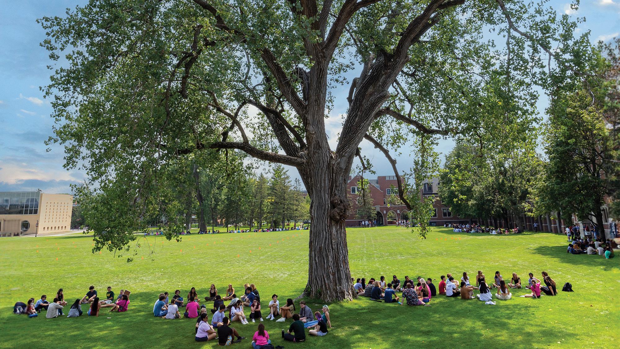 several groups of people sit in the shade of a large oak tree on North Campus