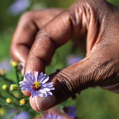 fingers holding up a smooth blue aster bloom with rest of plant visible in the background