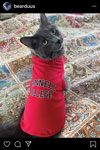 Grey cat wearing a red Grinnell College shirt