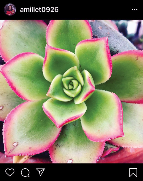 Green succulent with leaves edged in hot pink