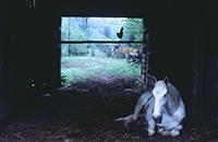 Image of a horse from exhibition