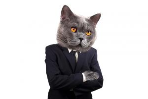 Gray Cat in a suit